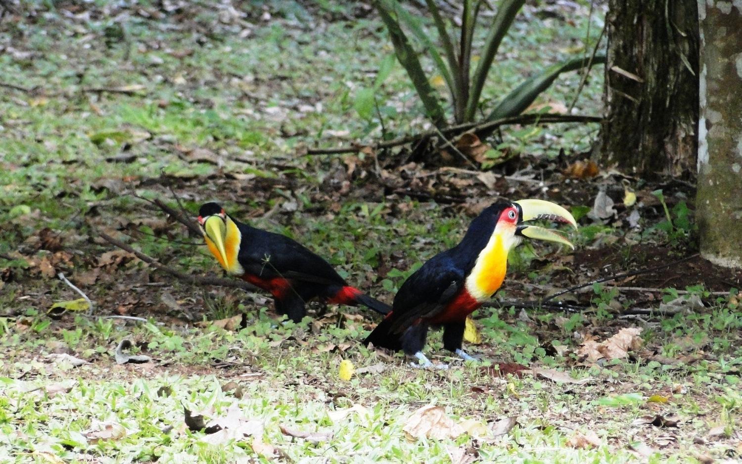 Yasi Yatere Reserva Agroecologica เอลโซแบร์บิโอ ภายนอก รูปภาพ