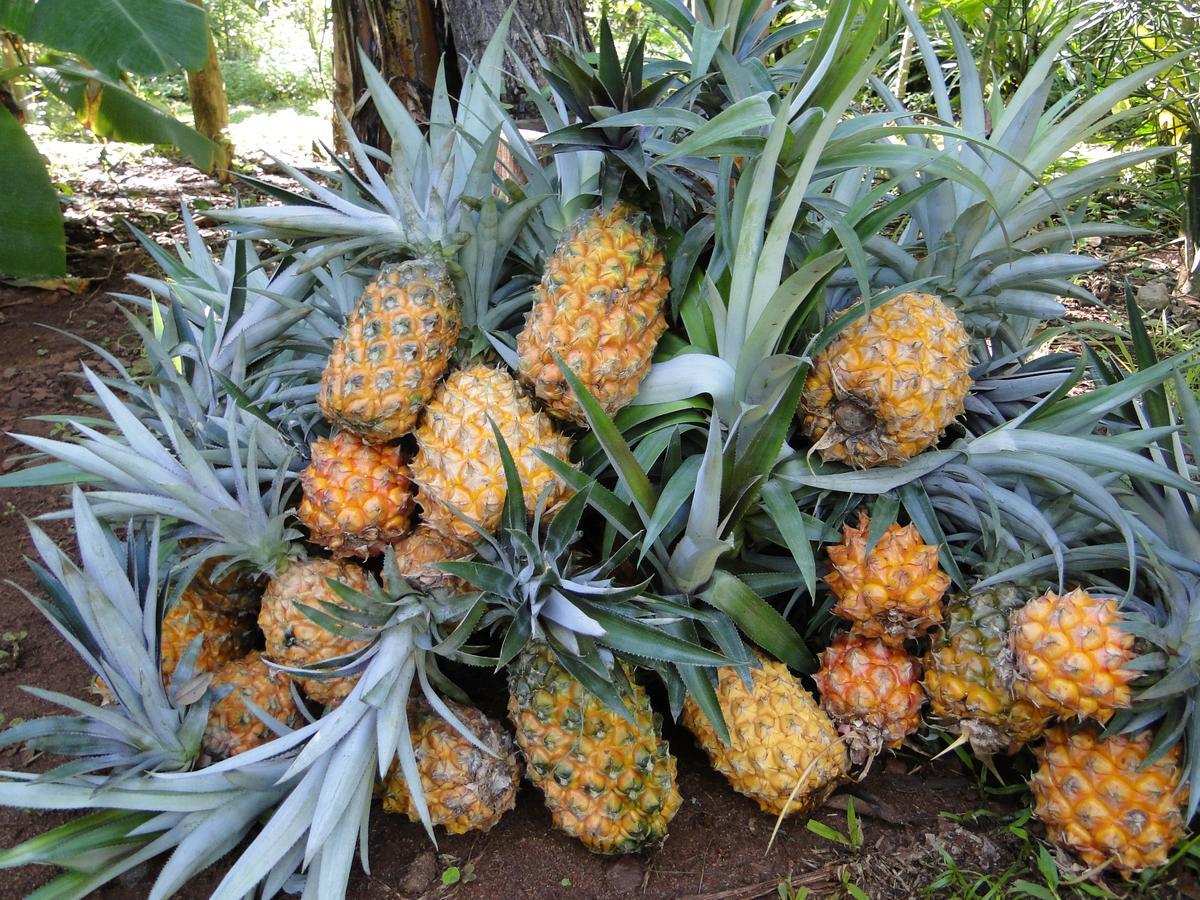 Yasi Yatere Reserva Agroecologica เอลโซแบร์บิโอ ภายนอก รูปภาพ
