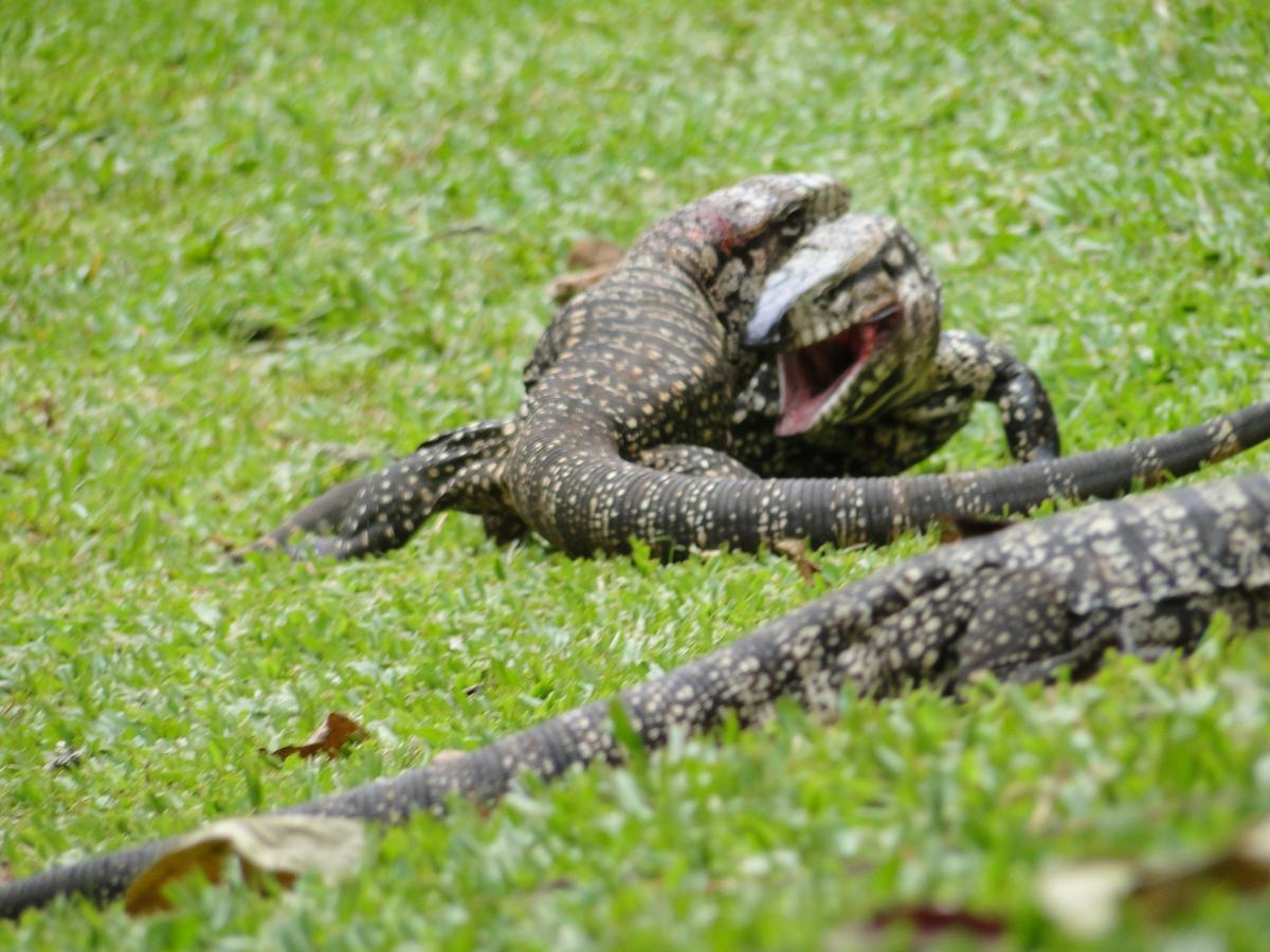 Yasi Yatere Reserva Agroecologica เอลโซแบร์บิโอ ภายนอก รูปภาพ